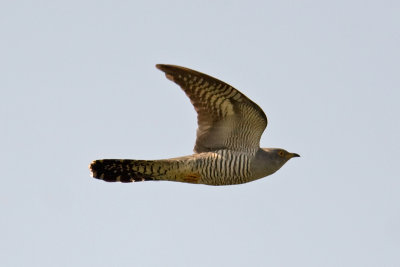 Cuckoo  (Cuculus canorus)