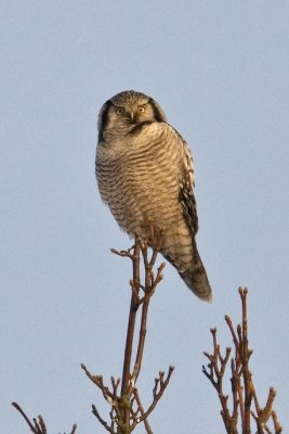 Hawk Owl  (Surnia ulula)