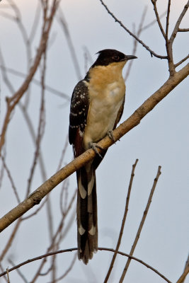 Great Spotted Cuckoo  (Clamator glandarius)