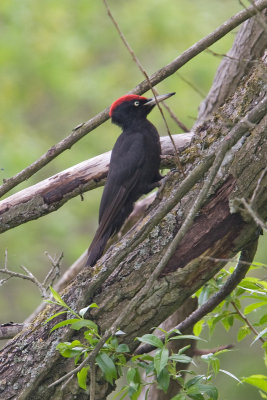Black Woodpecker (Dryocopus martius)