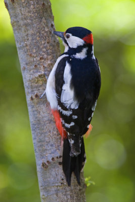Great Spotted Woodpecker  (Dendrocopus major)