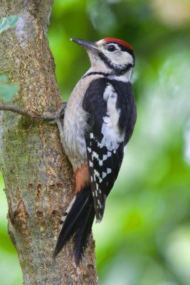 Great Spotted Woodpecker (Dendrocopus major)