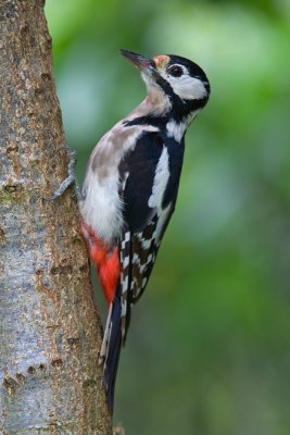 Great Spotted Woodpecker  (Dendrocopus major)