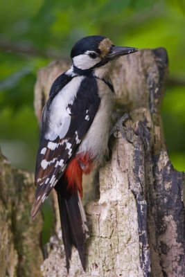 Great Spotted Woodpecker  (Dendrocopus major)