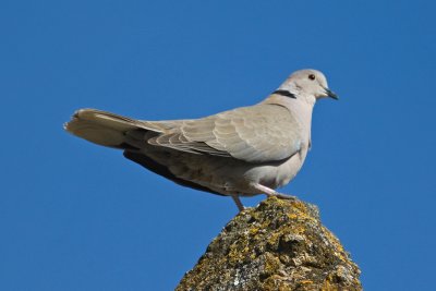 Collared Dove  (streptopelia decaocto)