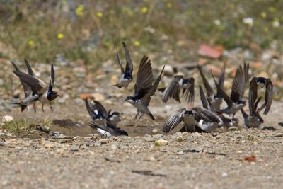 House Martins (Delichon urbica) and one Swallow collecting clay