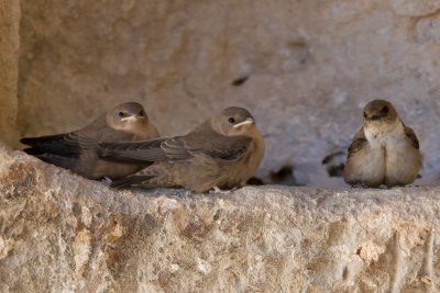 Crag Martin (Ptyonoprogne rupestris)