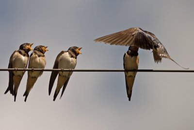 Swallow (Hirundo rustica)