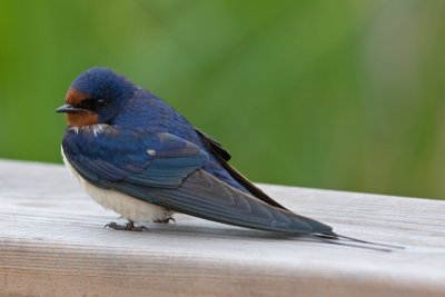 Swallow (Hirundo rustica)