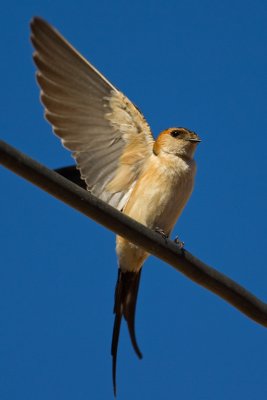 Red-rumped Swallow  (Hirundo daurica)