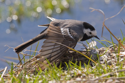 White Wagtail (Motacilla alba)