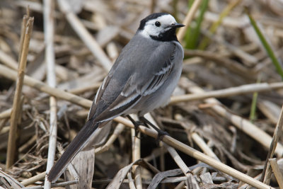 White Wagtail (Motacilla alba)