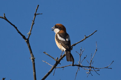 Woodchat Shrike  (Lanius senator)