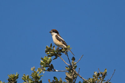 Woodchat Shrike  (Lanius senator)