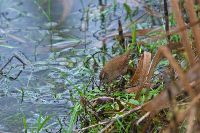 Wren (Troglodytes troglodytes)