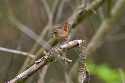 Wren (Troglodytes troglodytes)