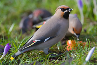Waxwing (Bombycilla garrulus)