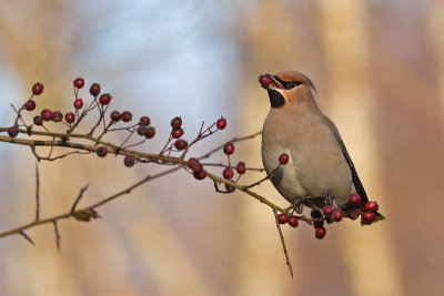 Waxwing (Bombycilla garrulus)