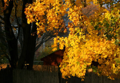 Autumn Afternoon