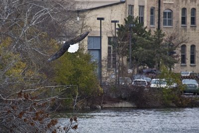 Bald Eagles Transitions To City