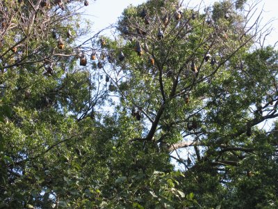 While walking through Sydney's botanical garden guess what we see hanging in the trees? Giant Fruit Bats