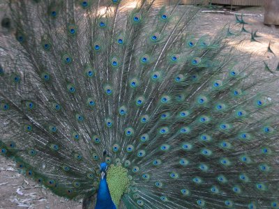 Peacock displaying its feathers for us