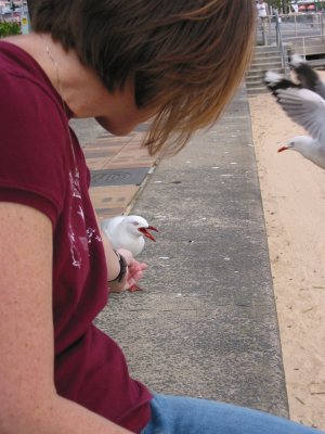 At Manly Beach Chelle quickly makes an acquaintenance with her feathered friends