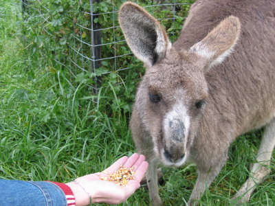 On our way to Phillip Island we stopped at a private zoo to pet & feed the kangaroos