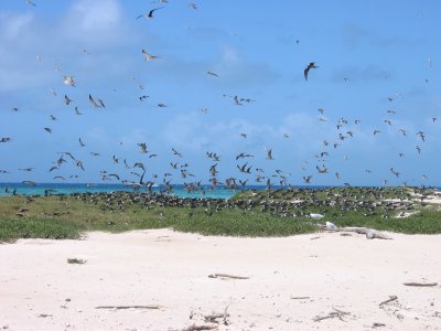 The birds include a: Crested Tern, Common Noddy, Booby Bird, Sooty Tern, Lesser Crested Terns and Silver Gulls