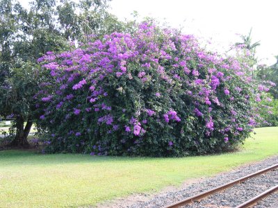 Large bush or small tree? This purple flowers had explosive color