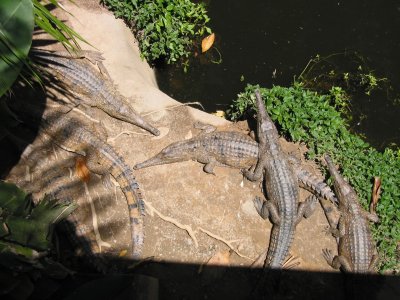 Crocodiles sunning themselves
