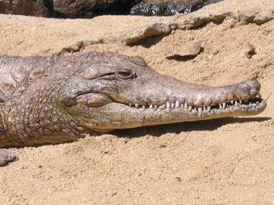 Closeup of a crocodile. He was small and nowhere near as big as those Steve Irwin-sized crocodiles