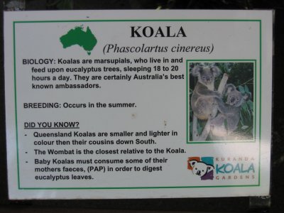 Time to see more Koalas