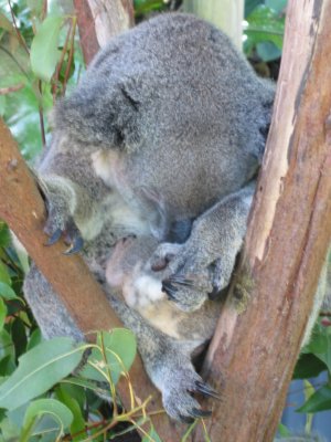 It's difficult to see here but this Koala has a newborn hiding in its pouch (same as a kangaroo)