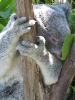 A good view of a Koala's claws used for climbing and gripping. They have 3 fingers and 2 thumbs