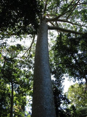 This gigantic tree is an anomaly in the rainforest. This is called an emergent towering up to 200 ft above the rainforest floor
