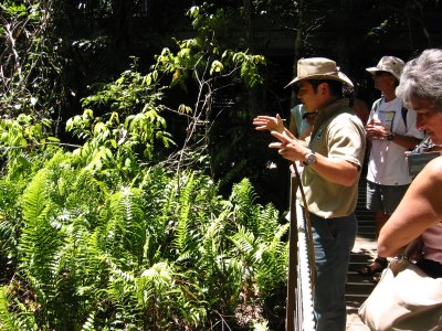 As we re-enter the Skyrail terminal we stop to listen to a guide talking about python snakes in the ferns in front of him