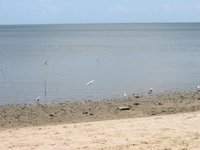 A good portion of the beach area is muddy referred to as the Muddies or just plain mud beach. The birds love it though