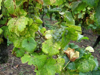 Vineyard in Riquewihr