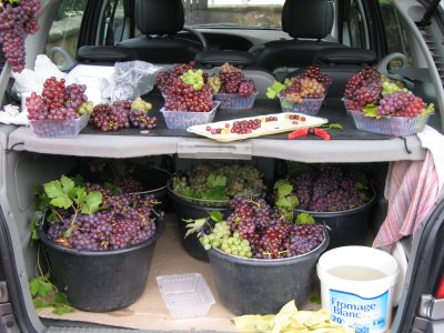 Selling grapes outside her vineyard