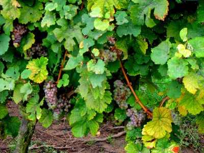 Another vineyard in Riquewihr