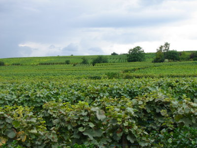 Another vineyard in Riquewihr