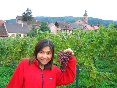 Riquewihr grape, best for white wine