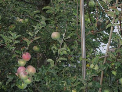 Apple tree