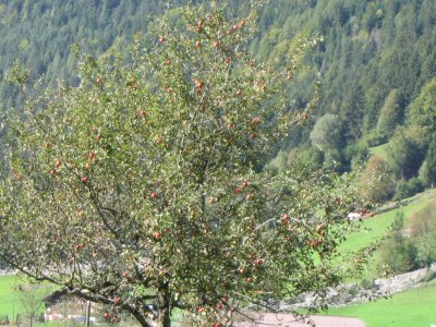 Apple tress in Grindelwald