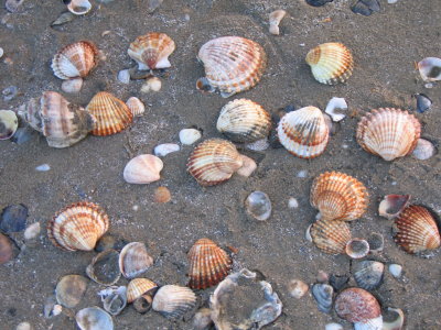 So many shells