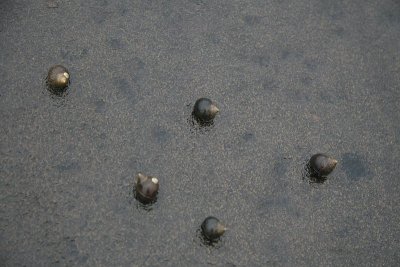 Escargot