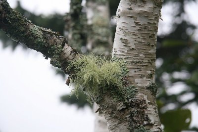 Lichen