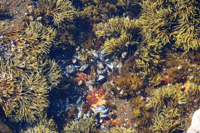 Tidal Pool