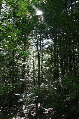 Sun Through the Trees